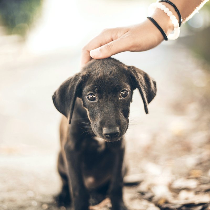 A hand resting on the head of a black puppy